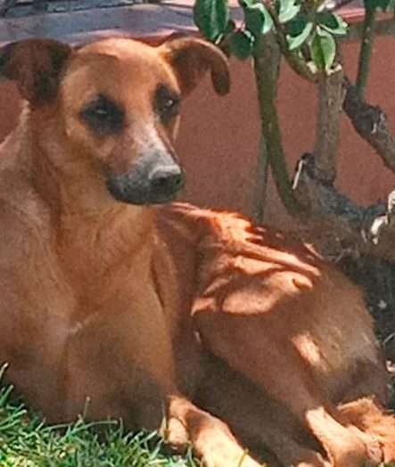 Zoonosis participó del rescate de una perra en situación de abandono