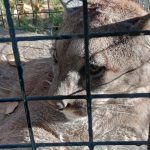 La Municipalidad de Plottier participó del rescate de un puma en China Muerta